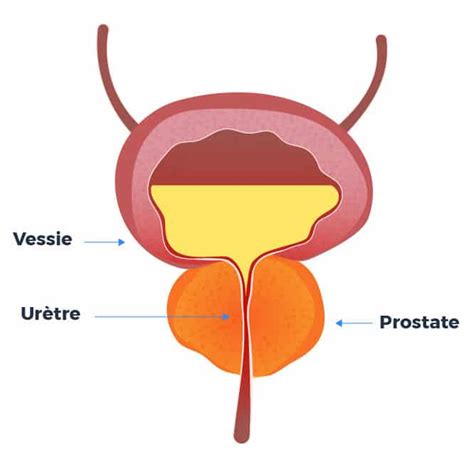 liquide séminal rôle|Prostate : rôle du liquide séminal et son importance pour la santé ...